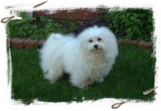 havanese long hair