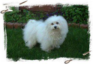 havanese dog long hair